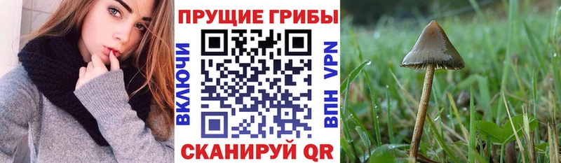 Псилоцибиновые грибы Cubensis  shop состав  Верхнеуральск 